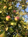 Red apples on apple tree branch Royalty Free Stock Photo