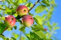 Red apples on an apple-tree branch Royalty Free Stock Photo