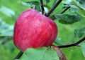 Red apples on apple tree branch Royalty Free Stock Photo