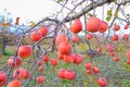 Red apples on apple tree branch . Royalty Free Stock Photo