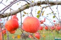 Red apples on apple tree branch in authumn Royalty Free Stock Photo