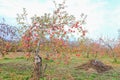 Red apples on apple tree branch Royalty Free Stock Photo