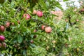 Red apples on apple tree branch Royalty Free Stock Photo