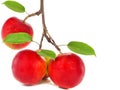 Red apples on apple tree branch Royalty Free Stock Photo