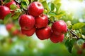 Red apples on apple tree branch Royalty Free Stock Photo