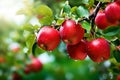 Red apples on apple tree branch Royalty Free Stock Photo