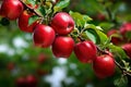 Red apples on apple tree branch Royalty Free Stock Photo