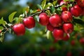 Red apples on apple tree branch Royalty Free Stock Photo