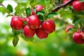 Red apples on apple tree branch Royalty Free Stock Photo