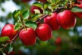 Red apples on apple tree branch Royalty Free Stock Photo