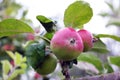 Red apples on apple tree branch in the garden Royalty Free Stock Photo