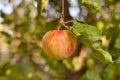 Red apples on apple tree branch