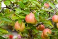 Red apples on apple tree branch Royalty Free Stock Photo