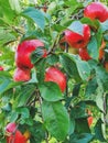 Red apples on apple tree branch in orchard. Vertical orientation photo