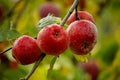 Red apples on an apple-tree branch Royalty Free Stock Photo