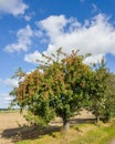 Red apples on apple tree branch Royalty Free Stock Photo