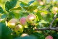 Red apples on apple tree branch on warm autumn day. Harvesting ripe fruits in an apple orchard. Growing own fruits and vegetables Royalty Free Stock Photo