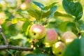 Red apples on apple tree branch on warm autumn day. Harvesting ripe fruits in an apple orchard. Growing own fruits and vegetables Royalty Free Stock Photo