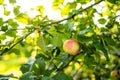 Red apples on apple tree branch on warm autumn day. Harvesting ripe fruits in an apple orchard. Growing own fruits and vegetables Royalty Free Stock Photo