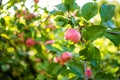 Red apples on apple tree branch on warm autumn day. Harvesting ripe fruits in an apple orchard. Growing own fruits and vegetables Royalty Free Stock Photo