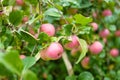 Red apples on apple tree branch on warm autumn day. Harvesting ripe fruits in an apple orchard. Growing own fruits and vegetables Royalty Free Stock Photo