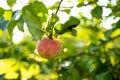 Red apples on apple tree branch on warm autumn day. Harvesting ripe fruits in an apple orchard. Growing own fruits and vegetables Royalty Free Stock Photo