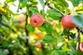 Red apples on apple tree branch on warm autumn day. Harvesting ripe fruits in an apple orchard. Growing own fruits and vegetables Royalty Free Stock Photo