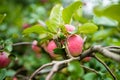 Red apples on apple tree branch on warm autumn day. Harvesting ripe fruits in an apple orchard. Growing own fruits and vegetables Royalty Free Stock Photo