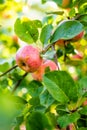 Red apples on apple tree branch on warm autumn day. Harvesting ripe fruits in an apple orchard. Growing own fruits and vegetables Royalty Free Stock Photo