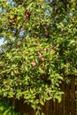 Red apples on apple tree branches hanging over a small fence. Royalty Free Stock Photo