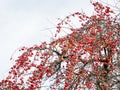 Red Apples On Apple Tree Branches . Royalty Free Stock Photo