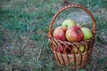 Red apples in a basket on a dry grass Royalty Free Stock Photo