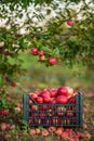 Red apples in baskets and boxes on the green grass in autumn orchard. Royalty Free Stock Photo