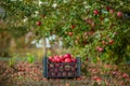 Red apples in baskets and boxes on the green grass in autumn orchard. Royalty Free Stock Photo