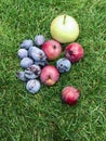 Red apples and blue plums lie on the grass