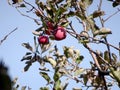 Red apples on a branch against the blue sky, selective focus Royalty Free Stock Photo