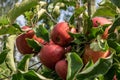 Red apples on a branch of apple tree with green leaves.