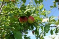 Red apples on a branch of an apple tree. Harvest concept