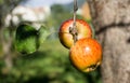 Ripe red apples on a branch of apple tree on a sunny day. Organic farming/agriculture Royalty Free Stock Photo