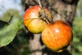 Ripe red apples on a branch of apple tree on a sunny day. Organic farming/agriculture Royalty Free Stock Photo