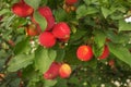 Red apples on a branch in August