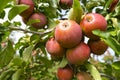 Red apples on branch. Autumn harvest, Orchard