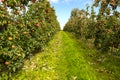 Red apples on branch. Autumn harvest, Orchard