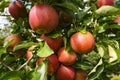 Red apples on branch. Autumn harvest, Orchard