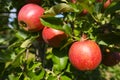 Red apples on branch. Autumn harvest, Orchard