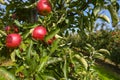 Red apples on branch. Autumn harvest, Orchard