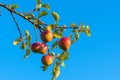 Red apples on a branch. Fruits on a tree