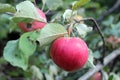 Red apples on the branch