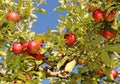 Red apples on branches ready to be harvested Royalty Free Stock Photo
