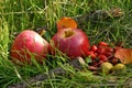 Red apples and briers Royalty Free Stock Photo
